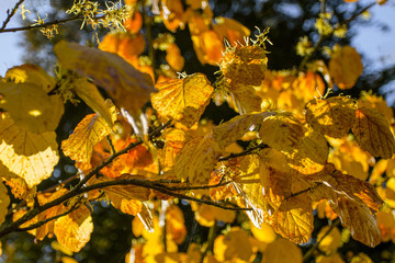 Beautiful autumn branch with yellow  foliage. Autumn natural background.
