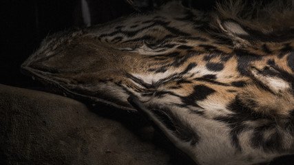 Tiger skin details close up