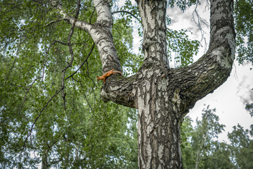 Fototapeta premium Squirrel on a tree