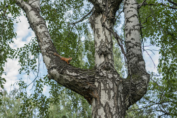 Squirrel on a tree