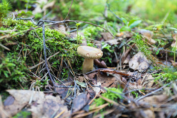 The alone mashroom among the grass and old leaves in the forest. The natural summer or autumn landscape