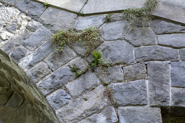 Wall of stone blocks with a vine