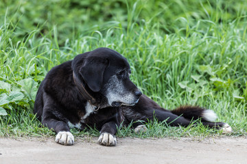 The chain dog in the collar laying on the roadside in the green grass. The alone homeless mongrel