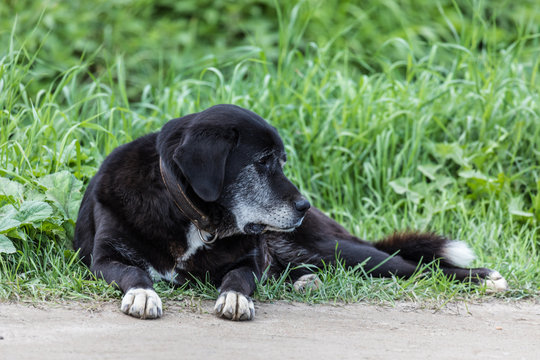 The chain dog in the collar laying on the roadside in the green grass. The alone homeless mongrel - Powered by Adobe