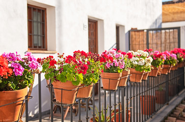 Fototapeta na wymiar Fence decorated with geranium