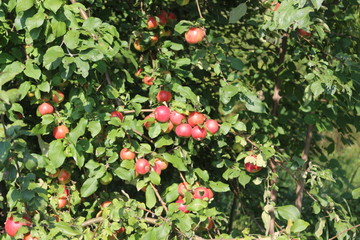 Ripe red apples