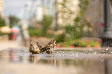 Young sparrows bathe in the fountain.