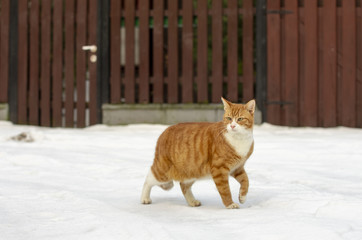 Rudy kot spaceruje obok drewnianego płotu.  - obrazy, fototapety, plakaty