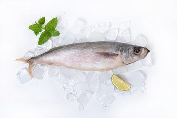 raw fish lying on ice