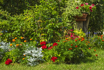 Fototapeta na wymiar Flowers in the garden