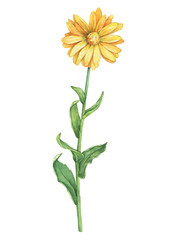 Orange Calendula officinalis (also known as the field, marigold, ruddles) flower close up. Watercolor hand drawn painting illustration isolated on a white background. 
