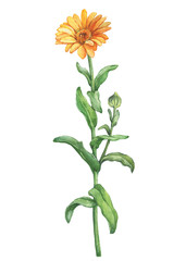 Orange Calendula officinalis (also known as the field, marigold, ruddles) flower close up. Watercolor hand drawn painting illustration isolated on a white background. 