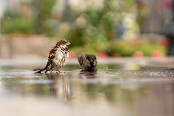 A young sparrow bathes in a fountain.