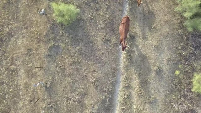Los terneros corren detr&aacute;s de mama vaca en el campo grabado con un dron
