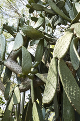 Cactus que proporciona higos comestibles para vender en el mercado.