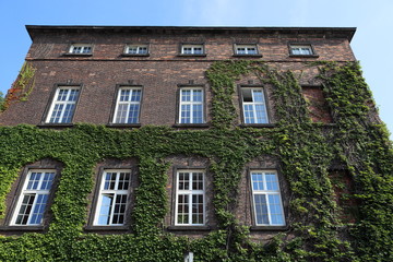 Brick house covered by ivy