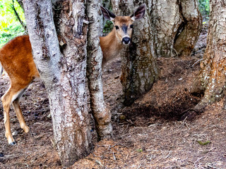 Deer Park Campground Olympic National Park Washington 