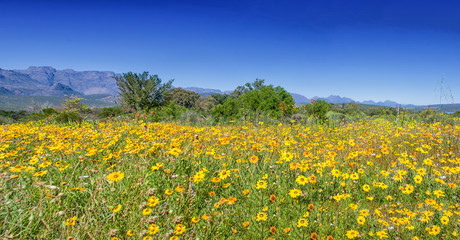 African Spring Flowers