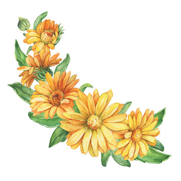 Garland, frame with orange Calendula officinalis flower (also known as the field, marigold, ruddles). Watercolor hand drawn painting illustration isolated on a white background. 