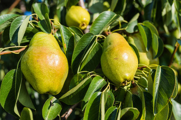 Obstplantage in der Grafschaft; Deutschland