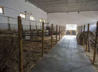 Fototapeta premium old empty horse stable stall block in historical farm Benice