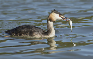 Great Crested Grebe with fish