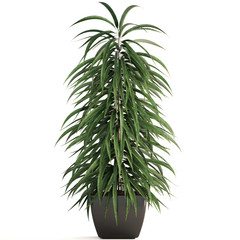 Ficus Alii tree in pot	