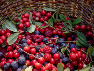 Fresh wild berry mix: forest blueberries, raspberries, lingonberries