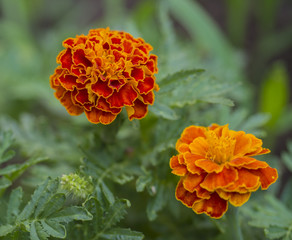 two perfect orange French marigold, Tagetes patula flower macro