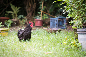Portrait of black Orpington chicken in garden