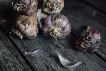 Fresh garlic collected on a wooden table