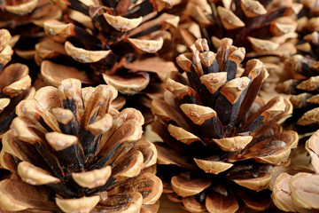 Closed up heap of natural dry pine cones with selective focus for background, banner and texture 