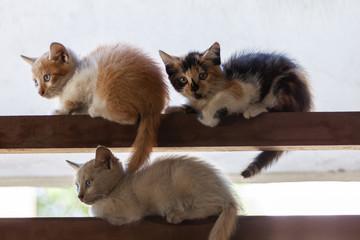trois petits chats