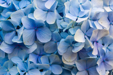 Close-up of blue hydrangea in bloom