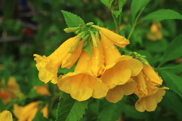Closeup of Bunch of Yellow Trumpet Bush Flowers with Water Droplets after the Rain