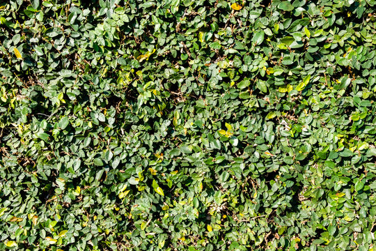 Hera plant on textured wall