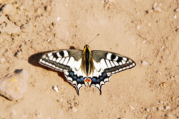 Machaon