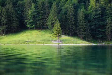 Fototapeta na wymiar Forest and lake in the Switzerland. Forest and reflection on water surface. Beautiful landscape at the summer time