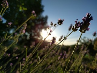 Obraz premium Lavanda al atardecer 