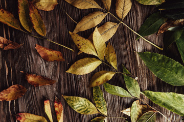Autumn wooden background with maple leaves