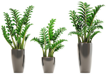 Obraz premium Zamioculcas in pot