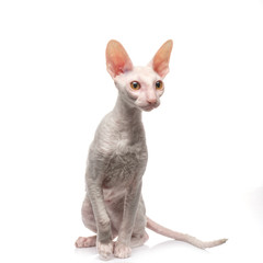 Thoroughbred White Cornish Rex Cat on white background