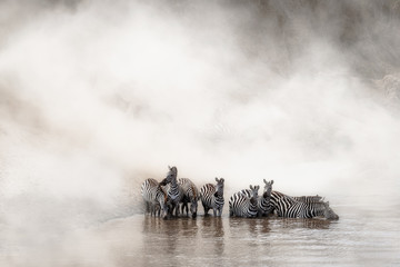 Zebra Drinking in the Mara - obrazy, fototapety, plakaty