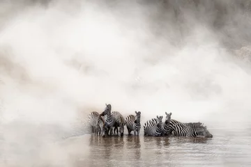 Papier Peint photo Lavable Zèbre Zebra buvant dans la Mara