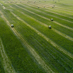 Aerial view of a green field with round haystacks. Wastes from agro-industry. Feed for livestock. Pattern