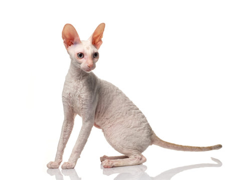 Thoroughbred White Cornish Rex Cat on white background