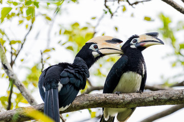 Two Hornbills