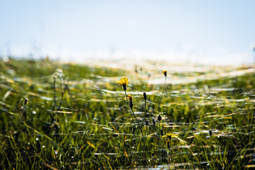 Thin blooming centered dandelion on green meadow in backlight, covered by shiny spider threads,...