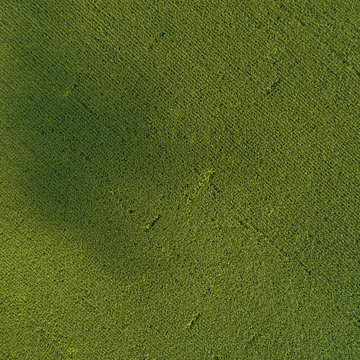 Green country field with row lines, top view, aerial photo. Pattern