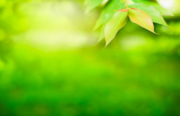 Fototapeta na wymiar Springtime. Natural green leaf in morning light for spring background and wallpaper with copy space